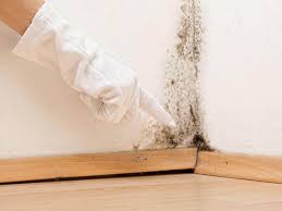 Best Black Mold Removal  in USA